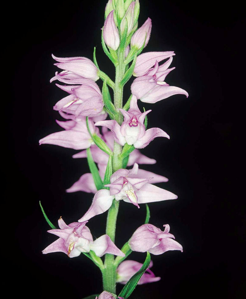 Cephalanthera rubra